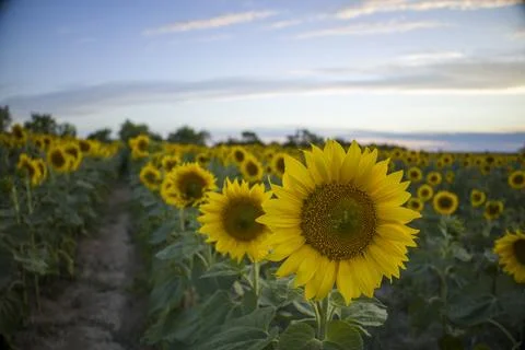 Sunflowers on the background of the sunset. Stock Photos