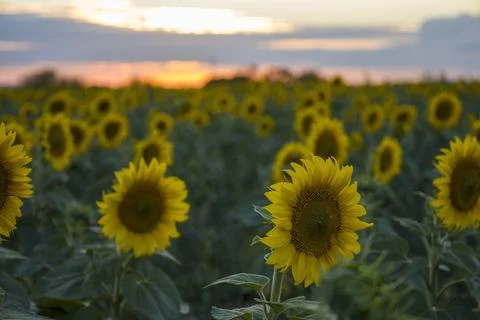 Sunflowers on the background of the sunset. Stock Photos