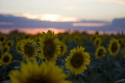 Sunflowers on the background of the sunset. Stock Photos