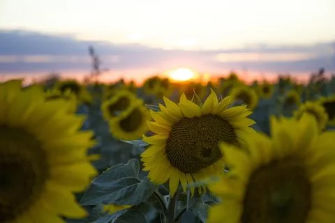Sunflowers on the background of the sunset. Stock Photos