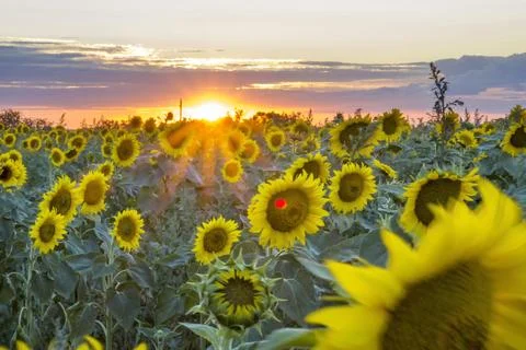 Sunflowers on the background of the sunset. Stock Photos