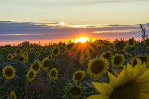 Sunflowers on the background of the sunset. Stock Photos