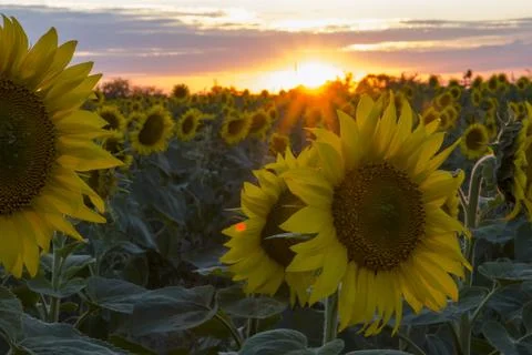 Sunflowers on the background of the sunset. Stock Photos