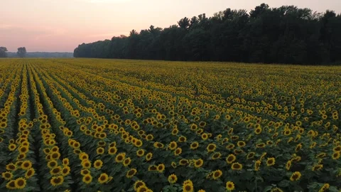 Sunflowers-backwards Stock Footage 302290098