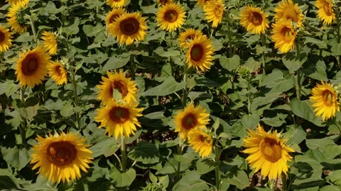 Sunflowers bathed in sunset light, captured by a drone. Organic farm with n.. Stock Footage 283970793