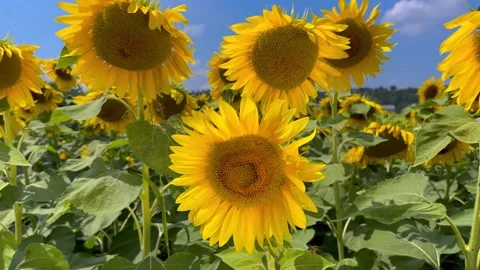 Sunflowers with bee in field on blue sky Stock Footage 283501339