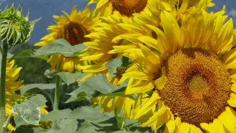 Sunflowers with bee Video stock 79619795