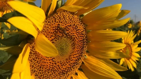 Sunflowers with a bee Stock Footage 112922922