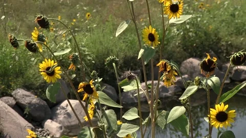 Sunflowers &amp; Bees with Water in Background Stock Footage 132139384