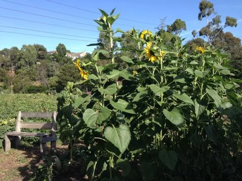 Sunflowers from behind Stock Photos