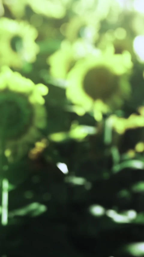 Sunflowers bloom in a bright field during summer in rural area Stock Footage 336167324