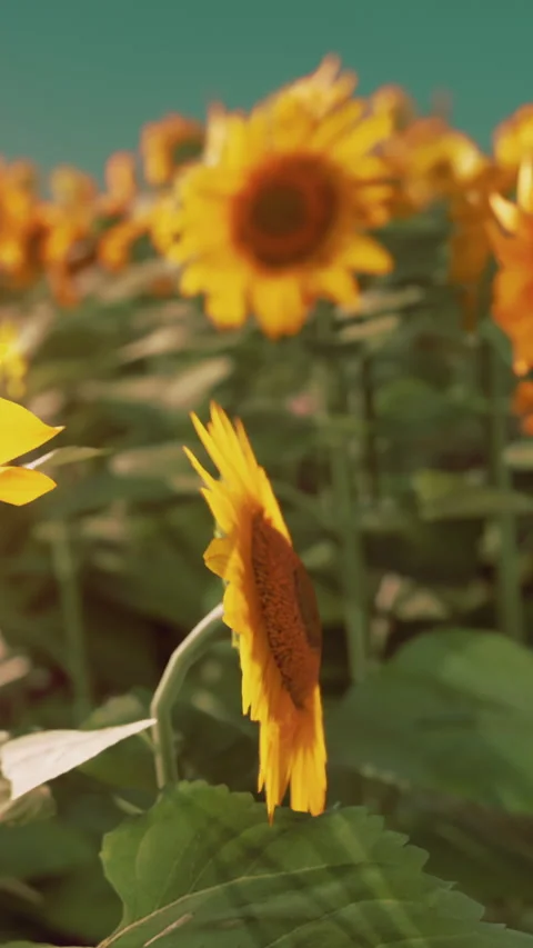 Sunflowers bloom in a field during daytime in a rural area Stock Footage 341963276