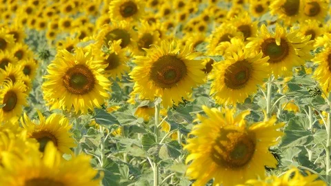 Sunflowers bloom in field. 库存影片 122115102