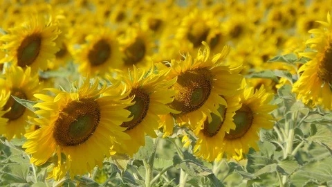 Sunflowers bloom in field. 库存影片 122115107