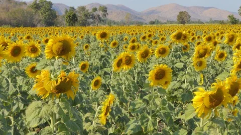 Sunflowers bloom in field. 库存影片 122115144