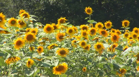 Sunflowers in Bloom Stock Footage 38765036
