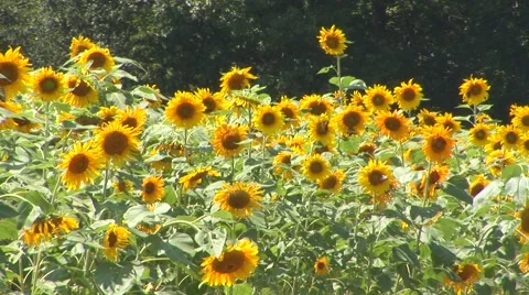 Sunflowers in Bloom Stock Footage 40684439