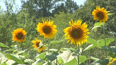 Sunflowers in Bloom Stock Footage 40684469