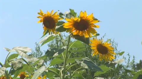Sunflowers in Bloom Stock Footage 40684486