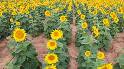 Sunflowers in bloom Stock Footage 113969082