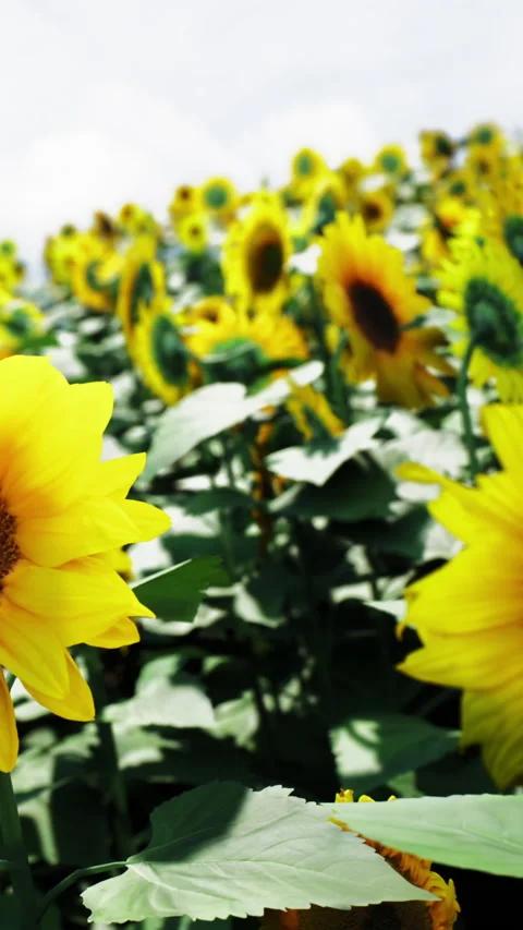Sunflowers bloom in a large field under a cloudy sky during summer day Stock Footage 341052792