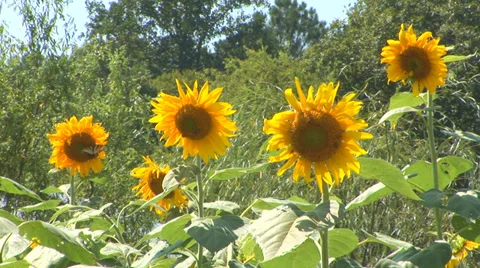 Sunflowers in Bloom Loop Stock Footage 38764662
