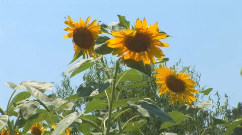 Sunflowers in Bloom Loop Stock Footage 38765114
