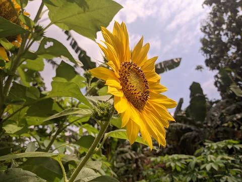 Sunflowers in bloom Stock Photos