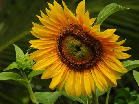 Sunflowers Bloom Fotos de archivo
