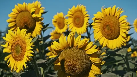 Sunflowers in Bloom, Summer Field Stock Footage 281412906