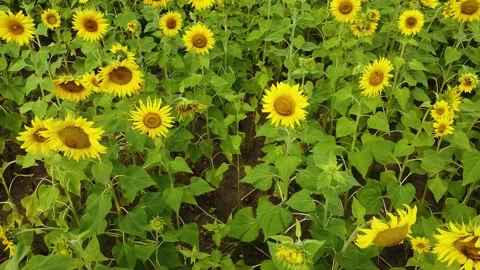Sunflowers bloom in a tranquil field showcasing their vibrant beauty aerial Stock Footage 291705896
