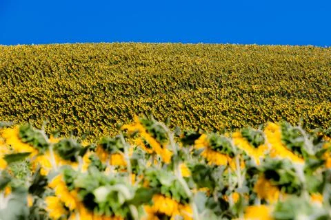Sunflowers in bloom, two fields on two opposite hills, perspective game 스톡 사진