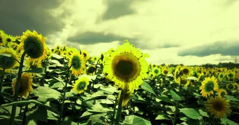Sunflowers bloom under a cloudy sky in a vibrant field near sunset Stock Illustration