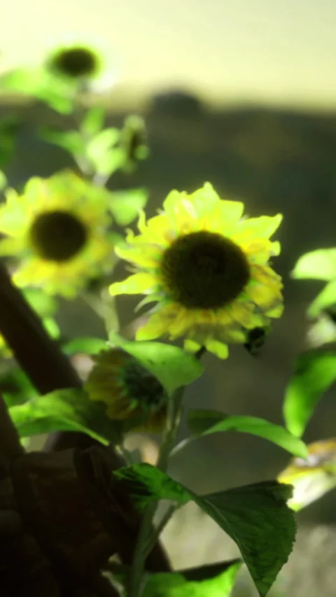 Sunflowers bloom under sunlight in a field at dawn surrounded by nature Stock Footage 334261556