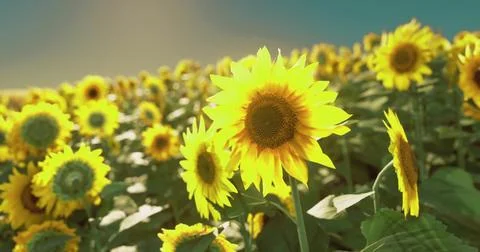 Sunflowers bloom in vibrant field under clear blue sky at sunset Stock Illustration