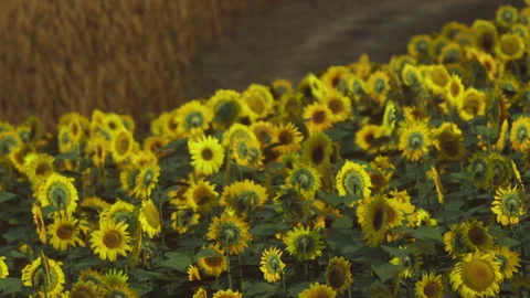 Sunflowers blooming along a rural path during bright daylight in summer Stock Footage 339458431