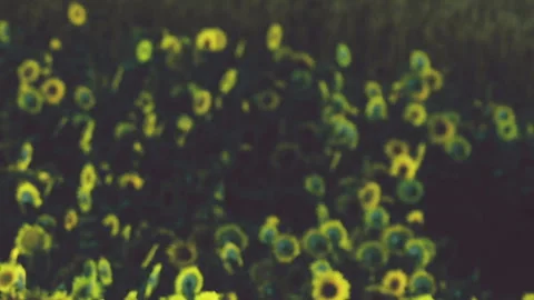 Sunflowers blooming in a field during daytime in summer season Stock Footage 339463113