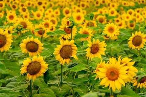 Sunflowers blooming in the field Stock Photos