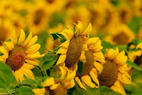 Sunflowers blooming in the field Stock Photos