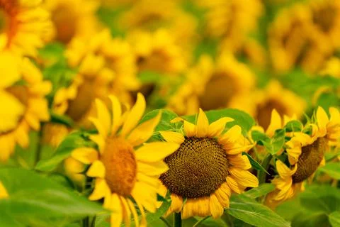 Sunflowers blooming in the field Stock Photos