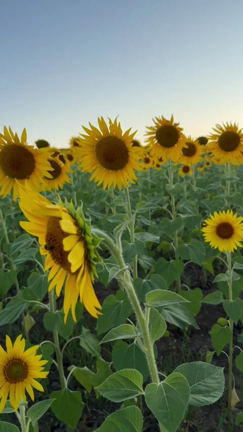 Sunflowers blooming Stock Footage 341995194
