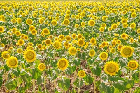Sunflowers blooming Stock Photos