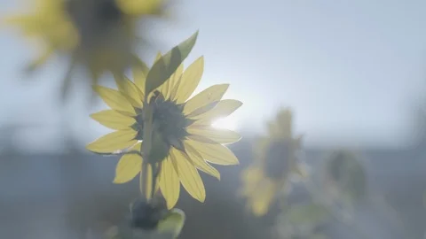 Sunflowers blooming in the sunlight Stock Footage 87612347