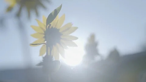 Sunflowers blooming in the sunlight Stock Footage 87612375