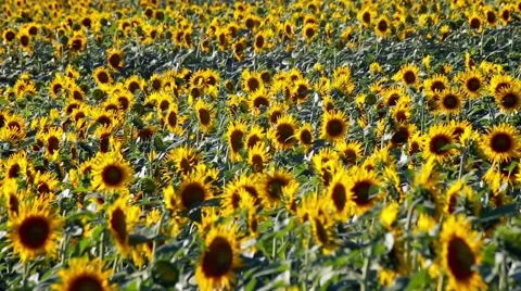 Sunflowers in blossom Stock Footage 66437305