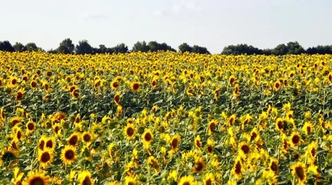 Sunflowers in blossom Stock Footage 66437396