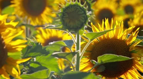 Sunflowers in blossom Stock Footage 66437500