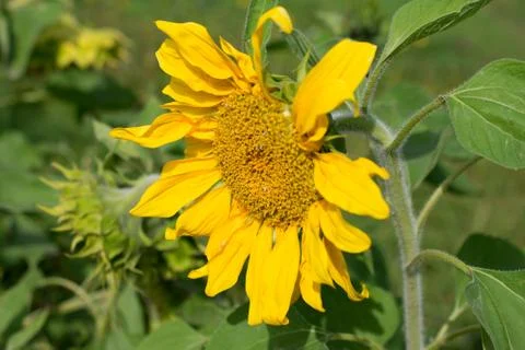 Sunflowers blossom Stock Photos