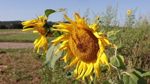 Sunflowers blow Stock Footage 283168857