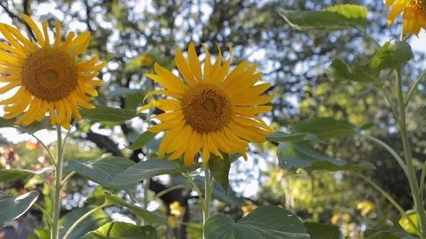 Sunflowers Blowing in The Breeze Stock Footage 113818184
